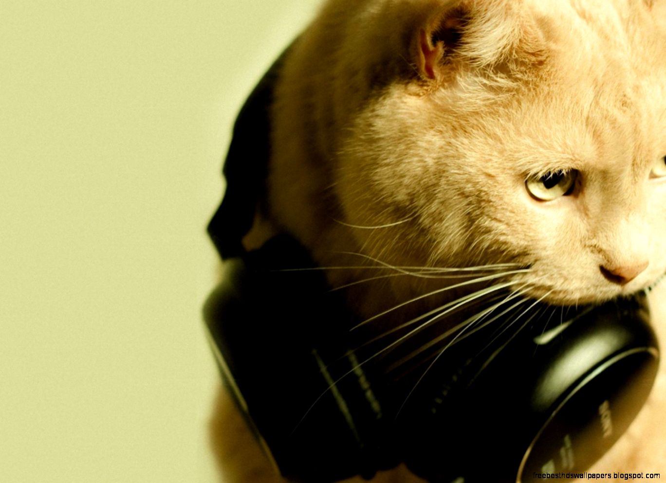 Cat Music Headphones Relaxing Mustache – wallpapers is Cat Music Headphones Relaxing Mustache – wallpapers is