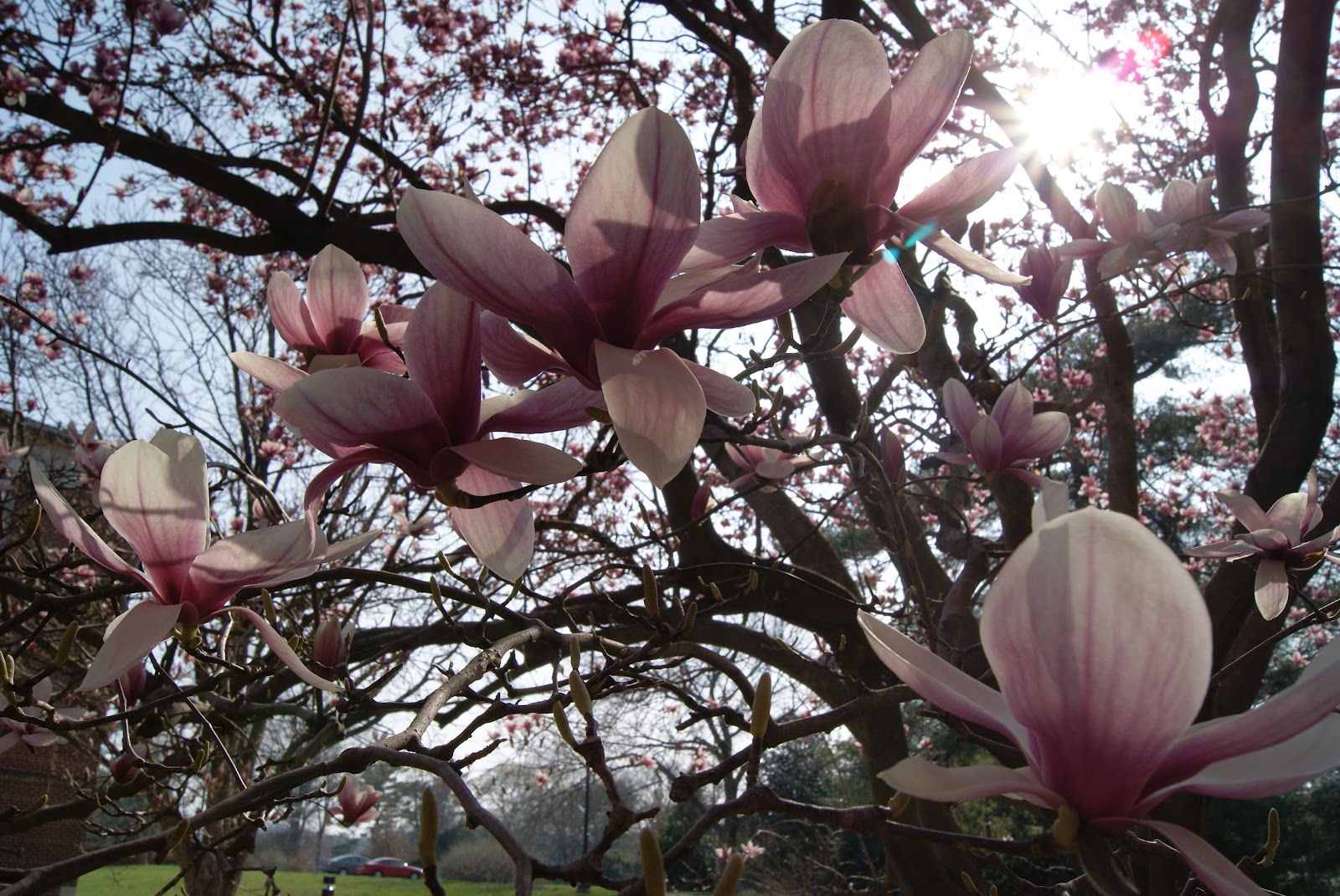 subjectiveday Saucer Magnolias in march