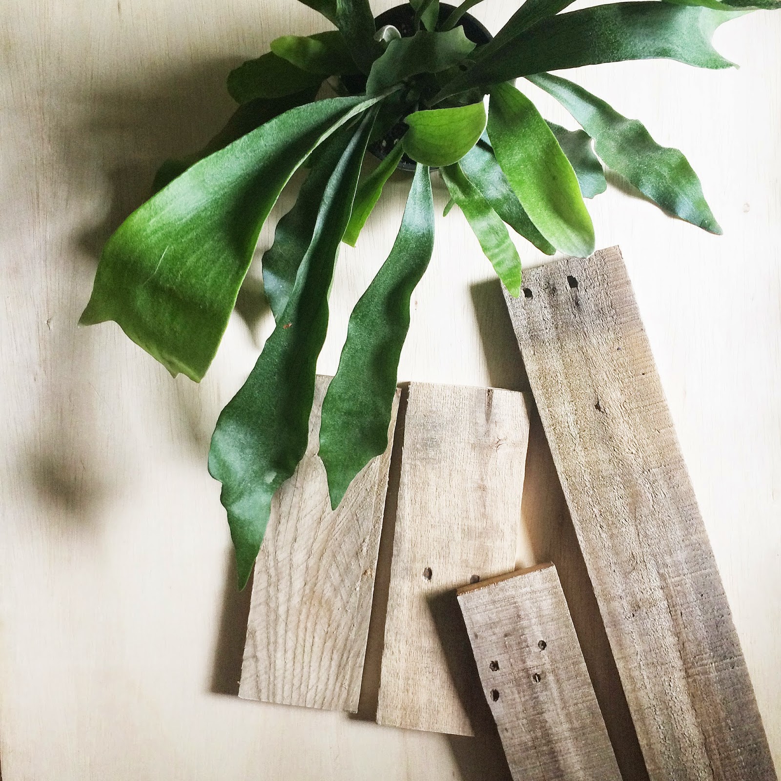 apartmentf15 diy mounting a staghorn plant