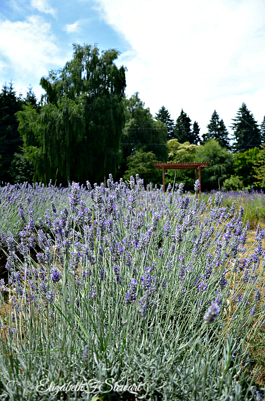 Just following Jesus in my real life... A visit to Sauvie Island