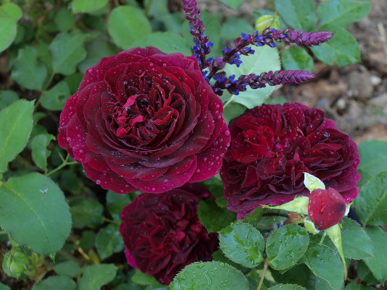 Rapport Final Conference Des Investisseurs Du Projet Pole De