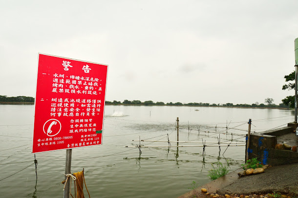 桃園市觀音區內多處吳郭魚養殖場爆發湖泊病毒。 桃園市觀音區內多處吳郭魚養殖場爆發湖泊病毒。