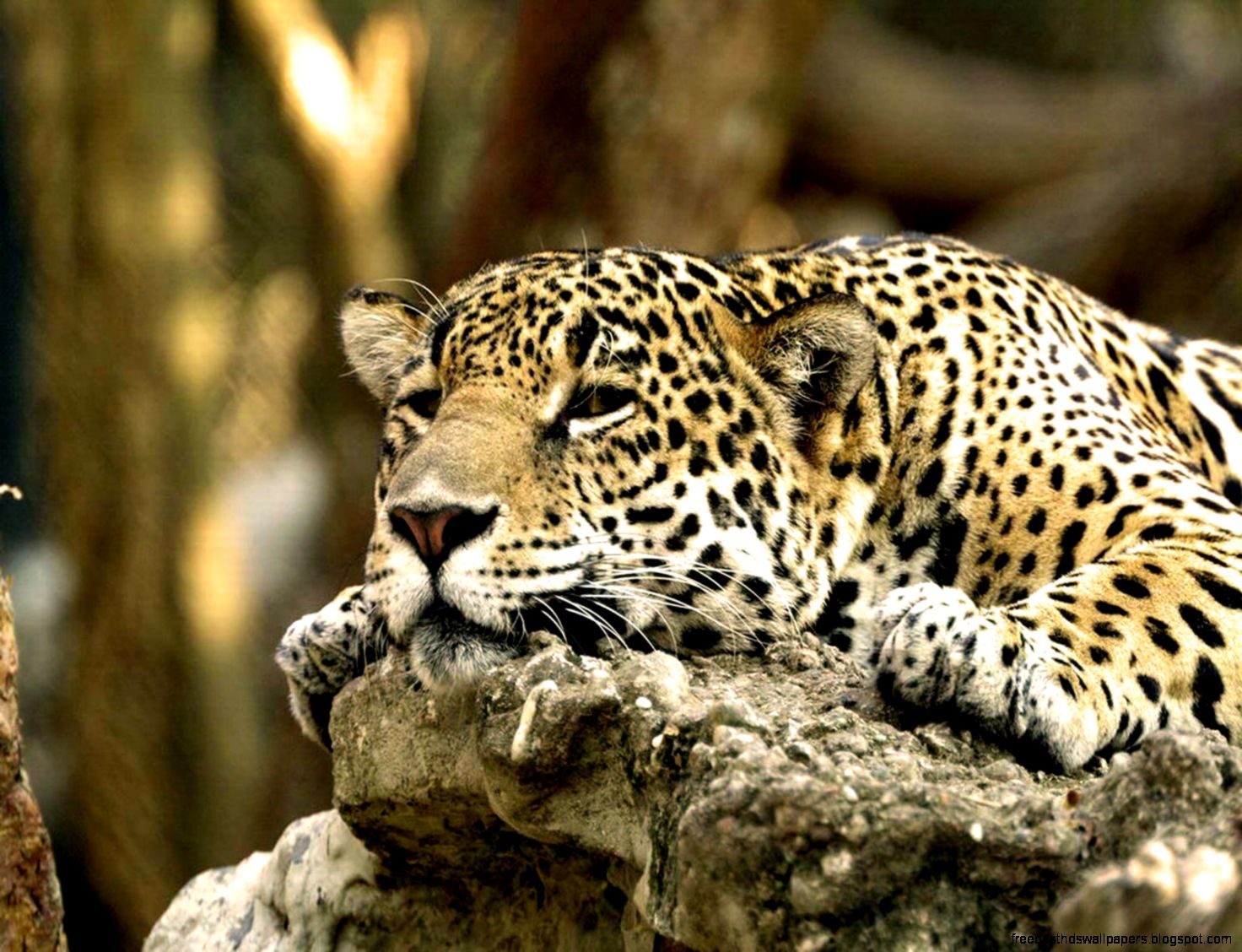 National Geographic Animals National Geographic Animals