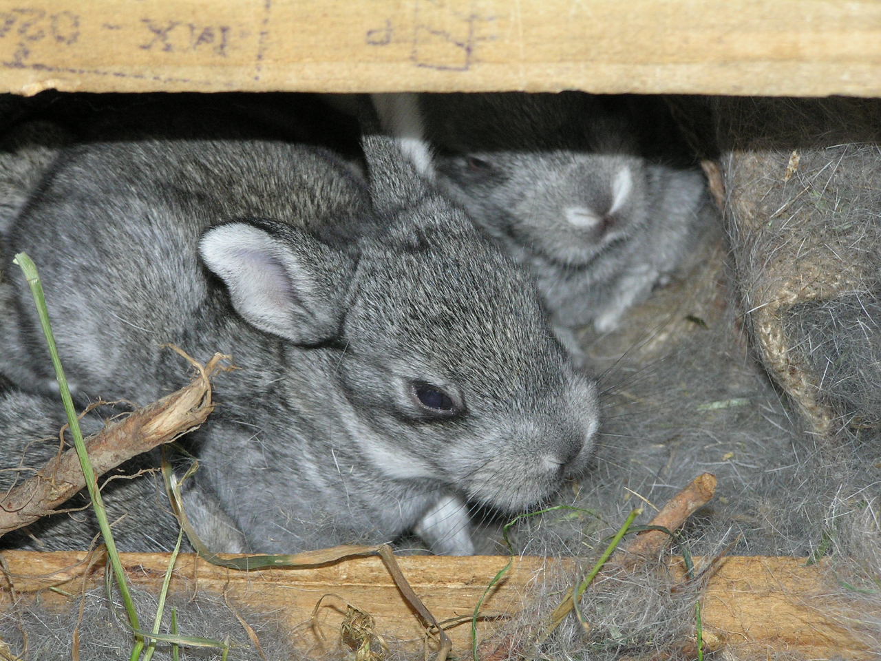 Keeping Rabbits Our First Litter A Life Unprocessed