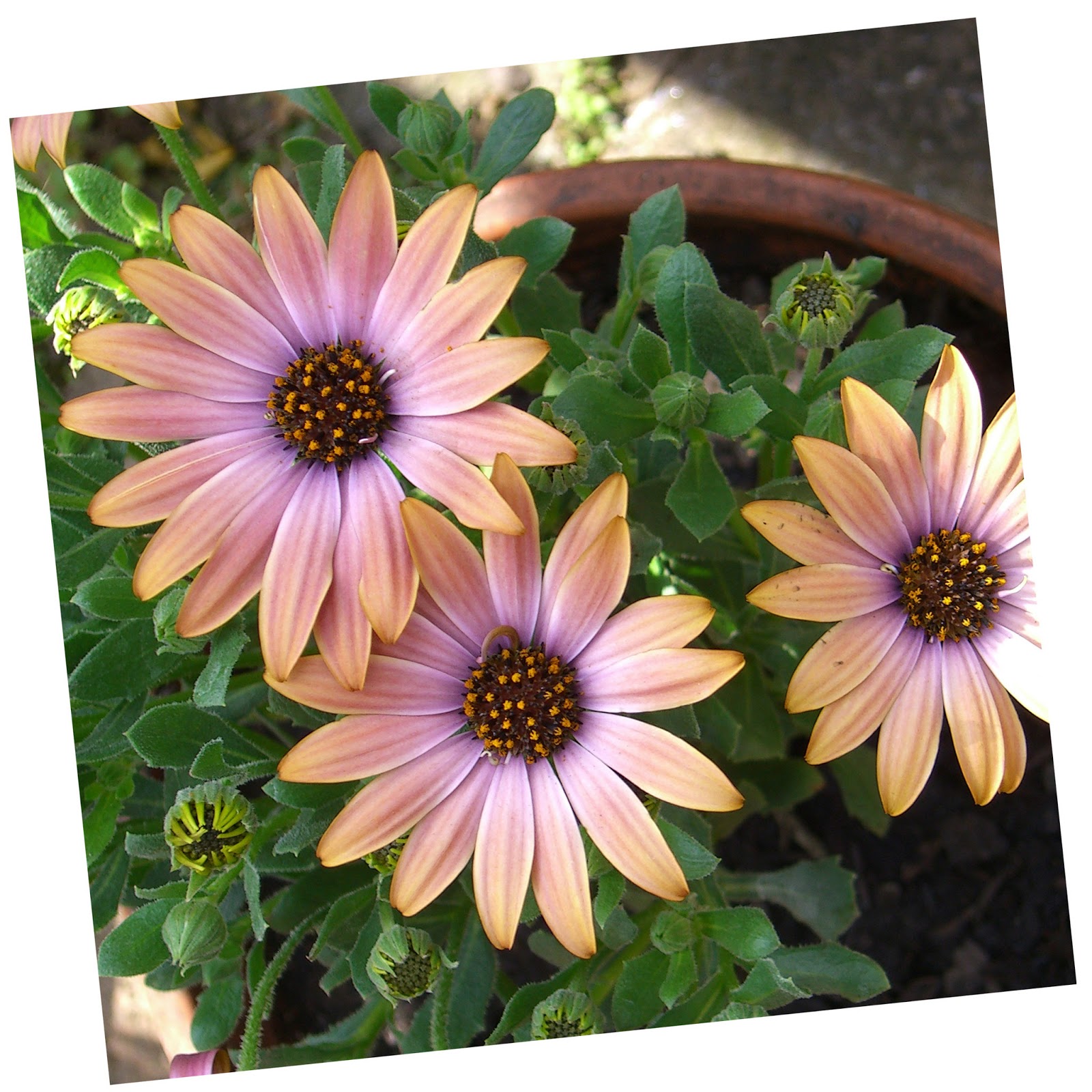 Polish, Plants & More.... May 2013