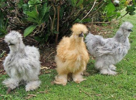 Bisnis Ayam Hias Sedang Naik Daun