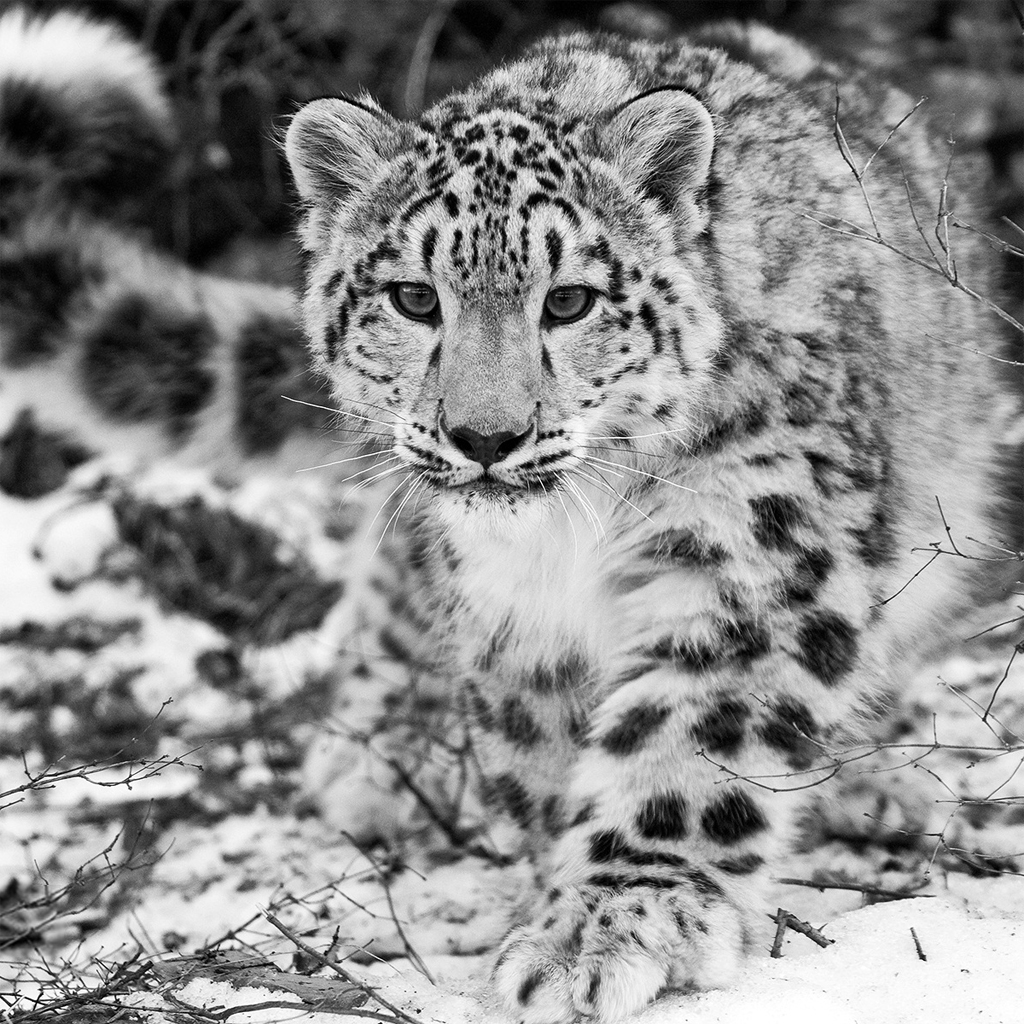 pdfpen snow leopard pdfpen snow leopard