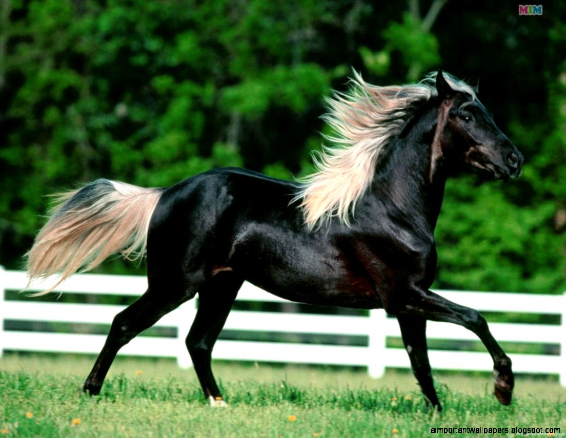 Horse HD Wallpapers Horse Desktop Wallpaper Cool Wallpapers Horse HD Wallpapers Horse Desktop Wallpaper Cool Wallpapers