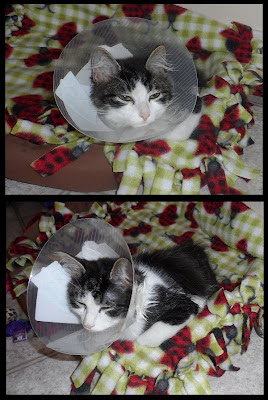 Aankin wearing his cone after surgery for prolapsed rectum
