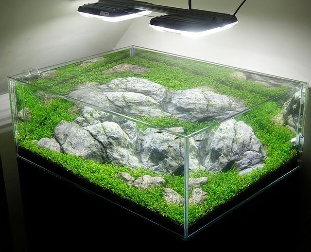 Acrylic or Glass Aquarium Aquascape Aquarium Freshwater Aquarium