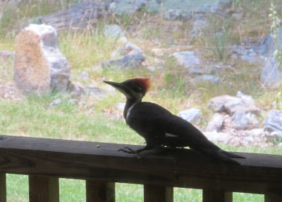 Pileated Woodpecker 1