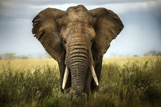 stock image of magnificent elephant