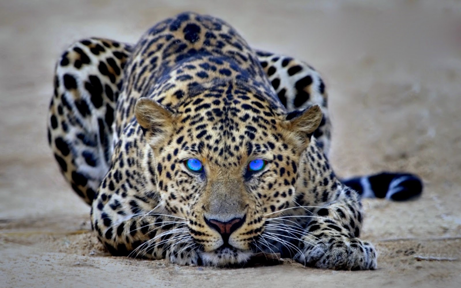 Cheetah HD Wallpapers | Latest HD Wallpapers