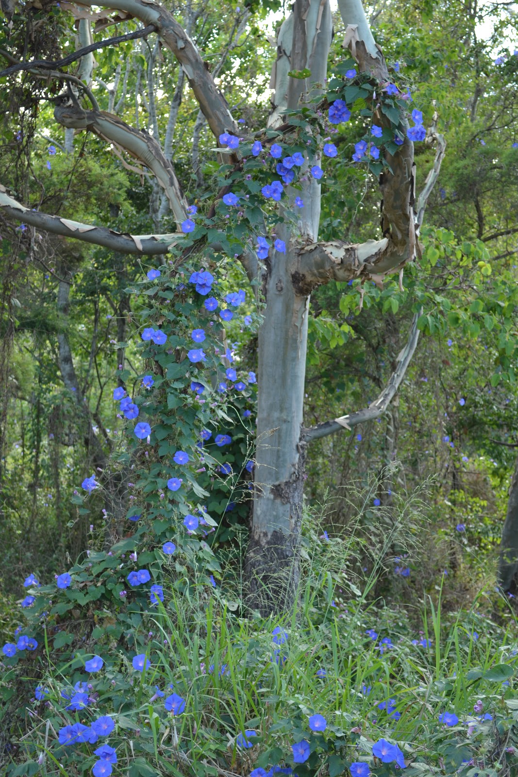 Helsie's Happenings: MORNING GLORY