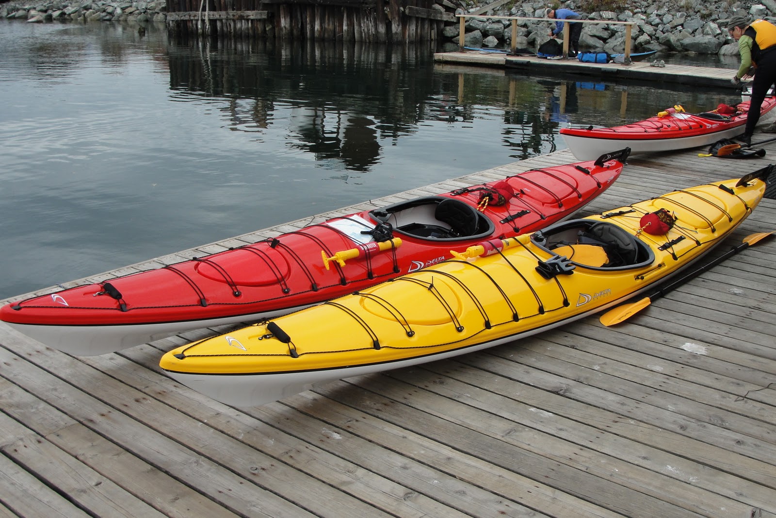 Gecko Paddler Up The Creek Without Paddles...... or Kayaks