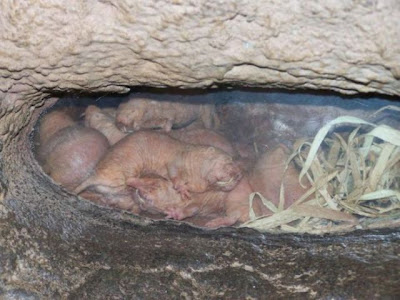 World’s Ugliest Animal - The Naked Mole Rat Seen On www.coolpicturegallery.us