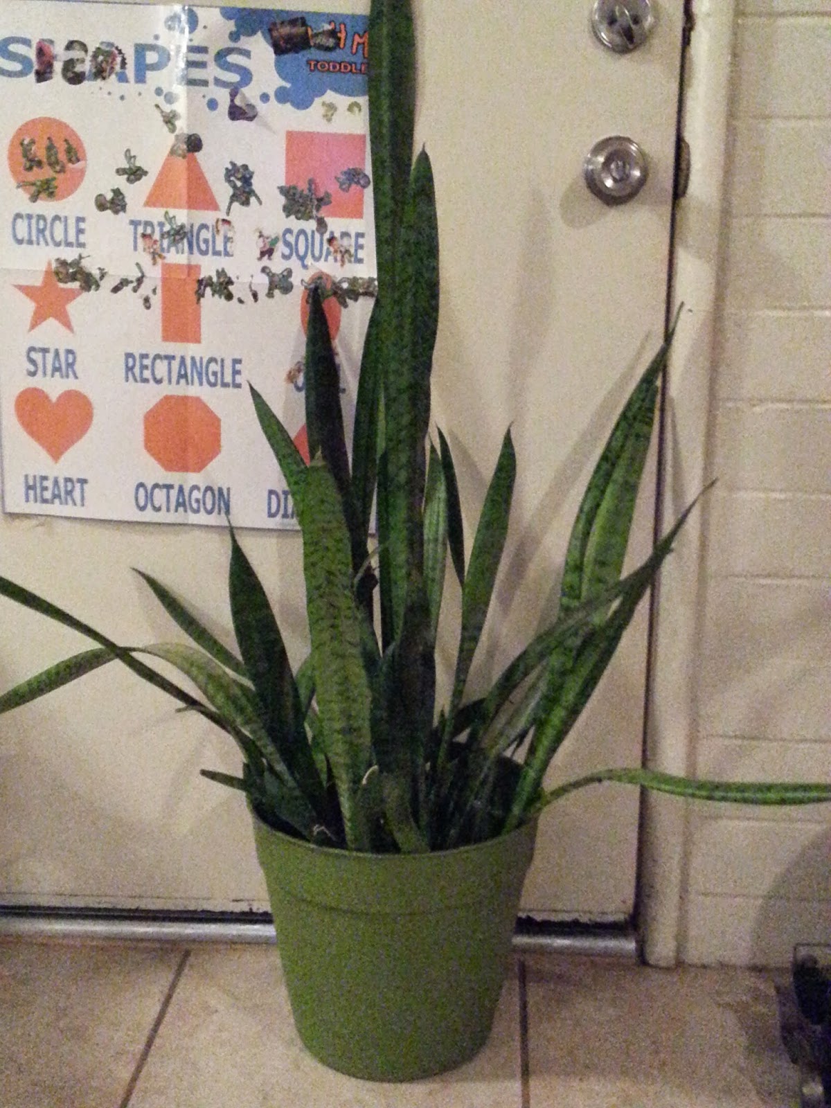 Pots of Luv A Few Facts About Snake Plant Pots of Luv A Few Facts About Snake Plant