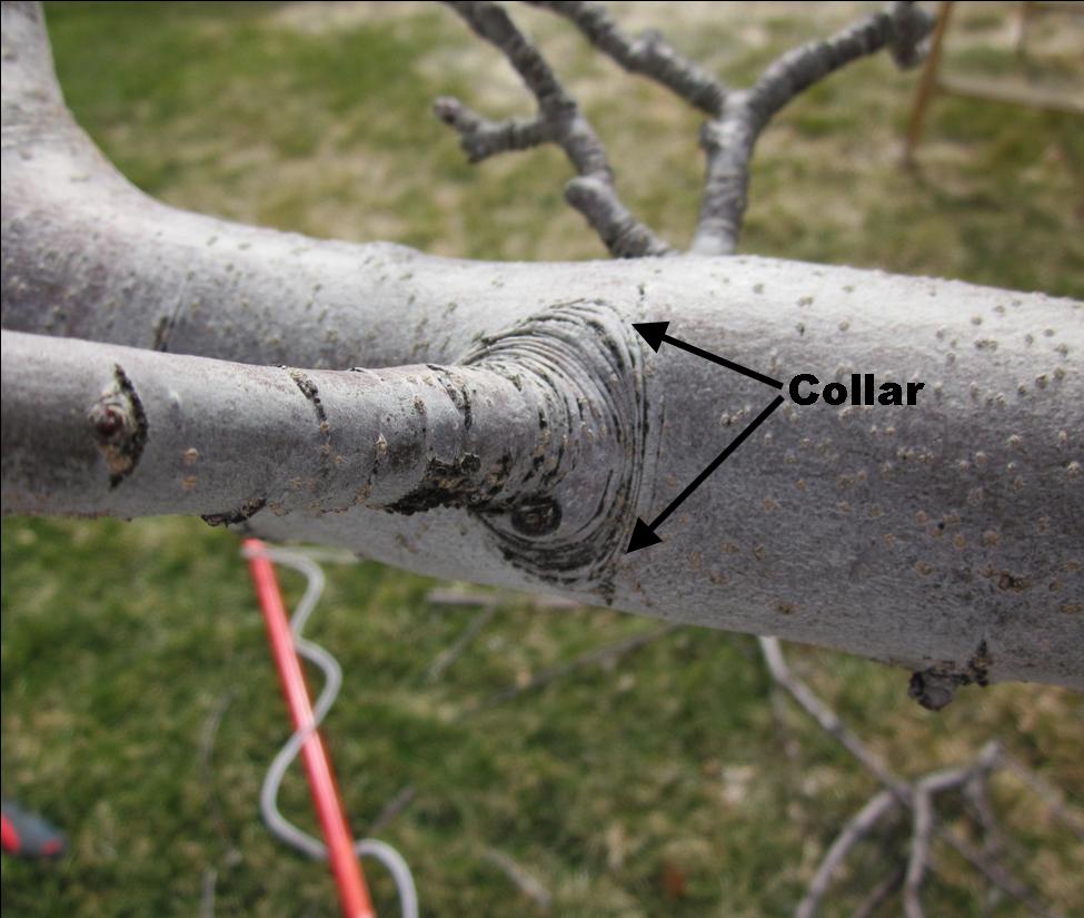 Fruit Tree Pruning at Its Best What is a Collar?
