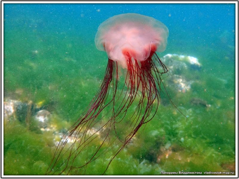  Красная медуза. Фотография медузы распустившей ловчие щупальца.