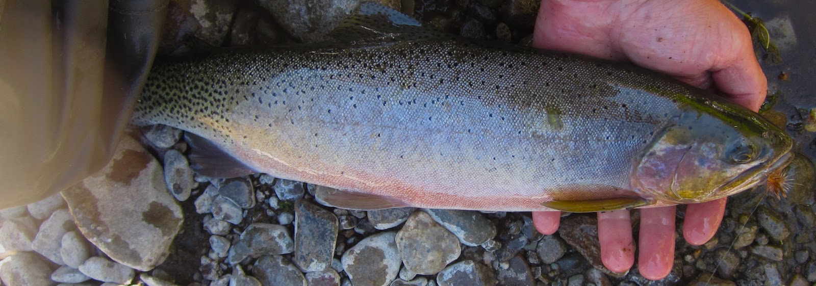 EcoRover: Native Trout Revival: Westslope Cutthroat Trout, Silver Bow