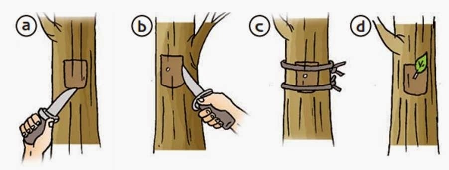 Swagie Blog: Perkembangbiakan tanaman secara Generatif dan Vegetatif