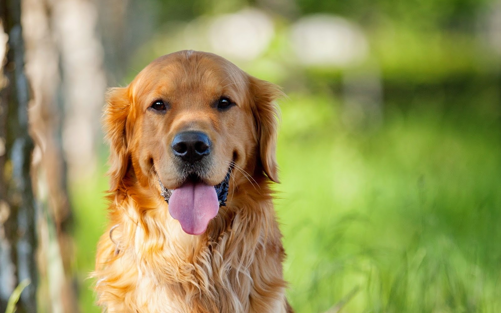 Cómo cuidar a tu perro: cuidados y nombres para tu mascota. Golden retriever