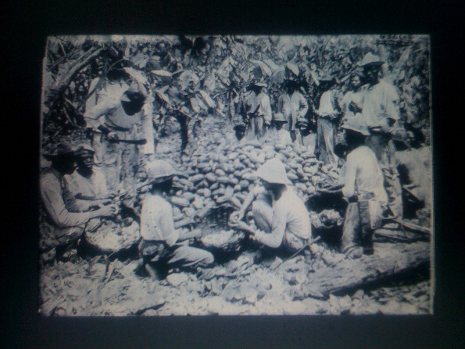 Cedula of population in trinidad essay picture