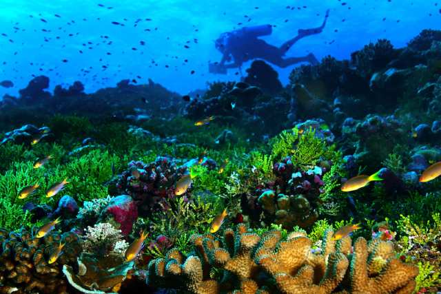 Large Coral Reef