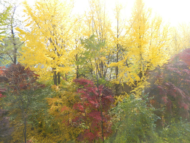 Fall colors in Seoul
