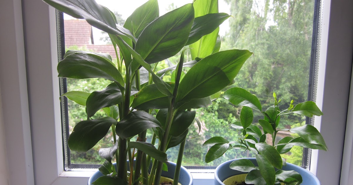 Veg Plotting Edible House Plants