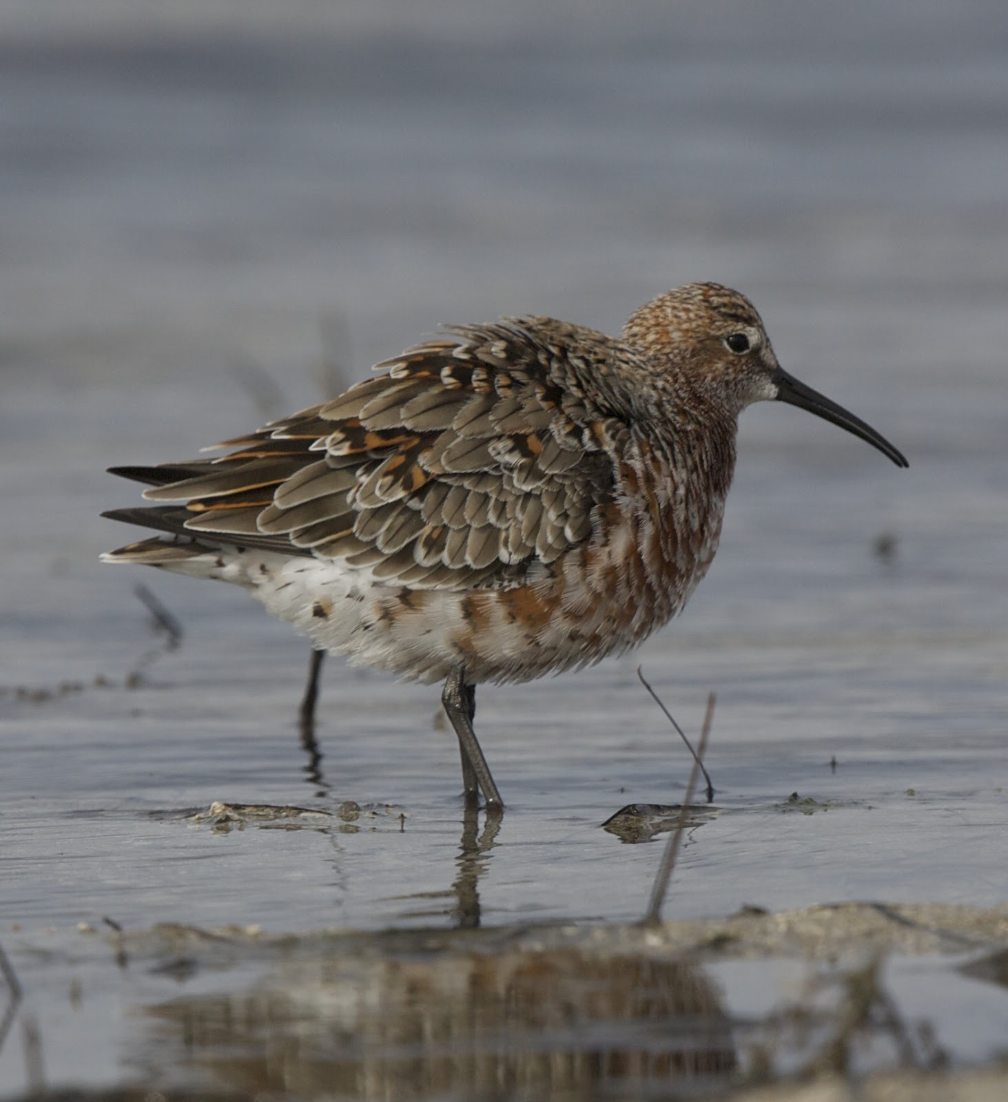 Wader Quest Show support for Geelong’s Moolap salt works in Australia.