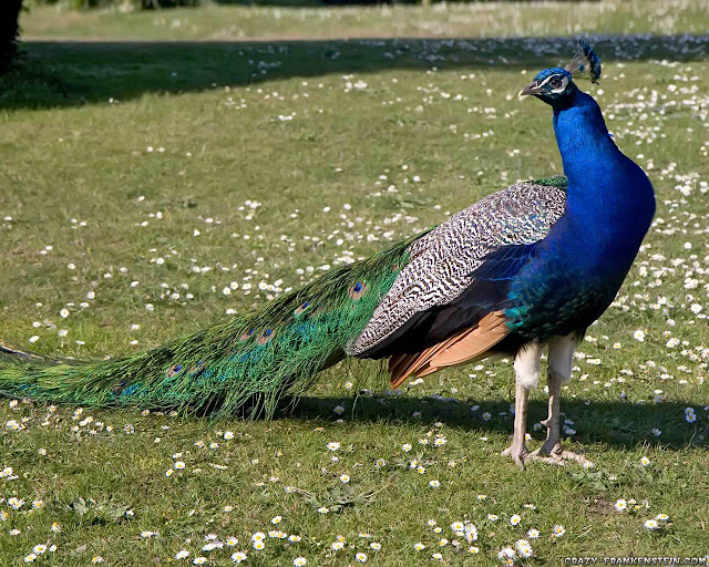 HD wallpapers of peacock