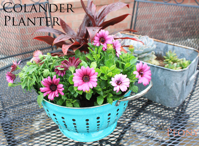 Country Peony Colander Planter