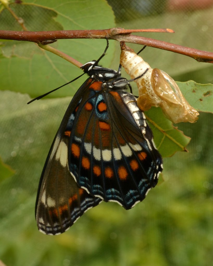 Black Orange And Blue Butterfly Viewing Gallery