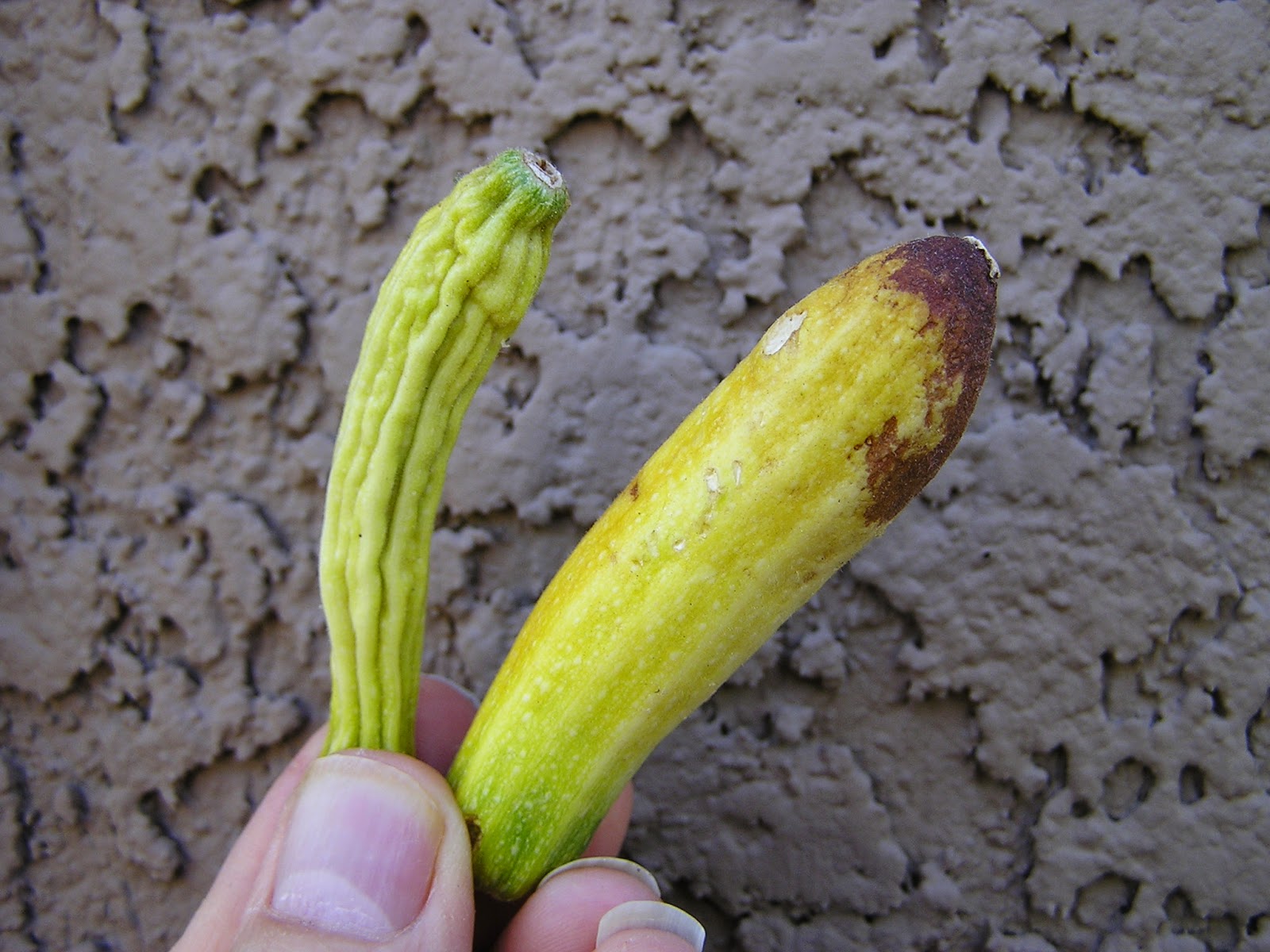 Xtremehorticulture of the Desert Zucchini Not Producing