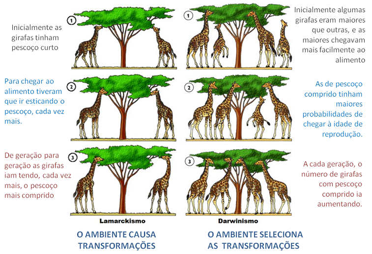 Univespando: Portfólio Biologia Semana 02