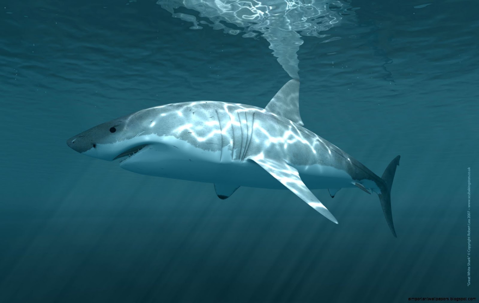 Great White Shark Great White Shark