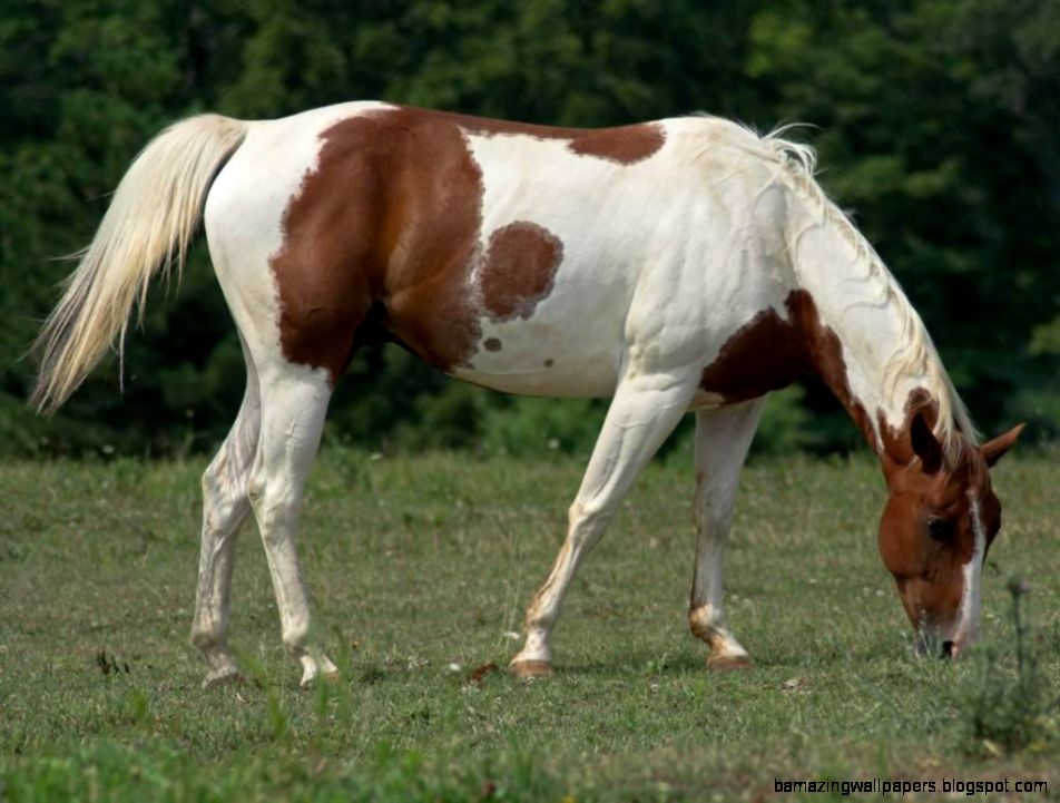 Paint Horse HD Wallpapers Paint Horse Images Cool Wallpapers Paint Horse HD Wallpapers Paint Horse Images Cool Wallpapers