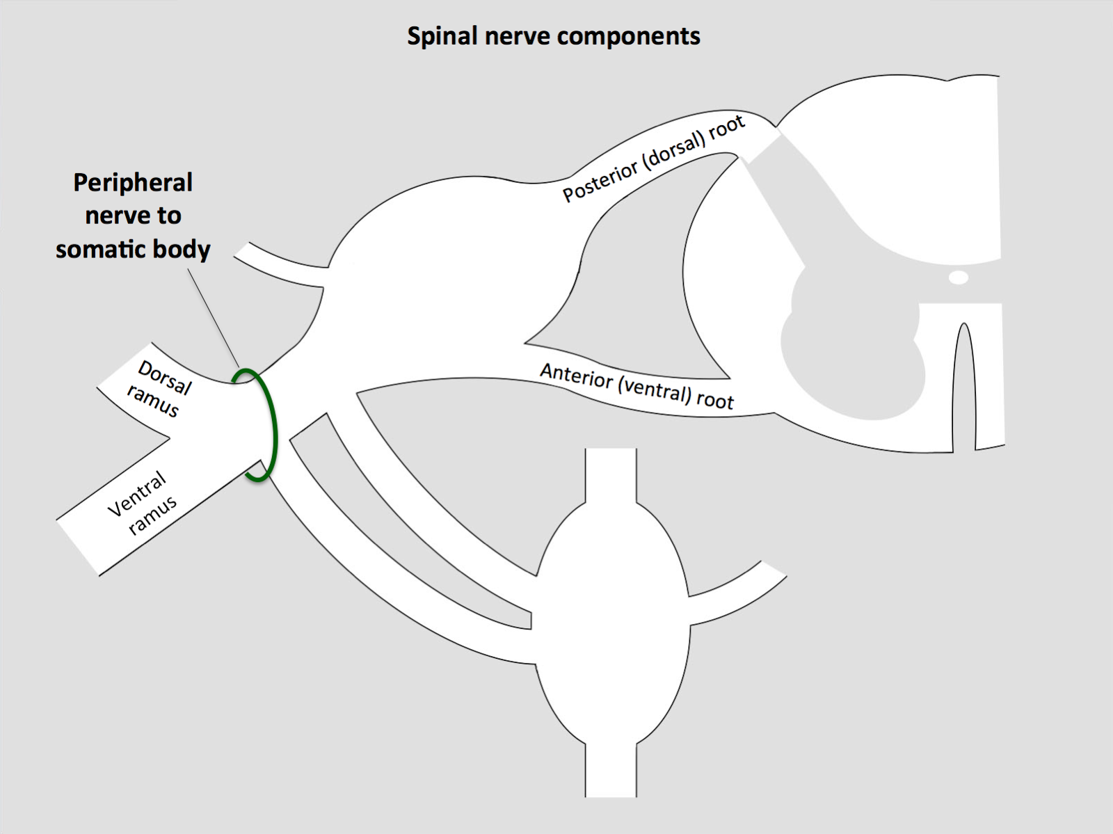 HumanAntiGravitySuit: Anatomy of a peripheral nerve root