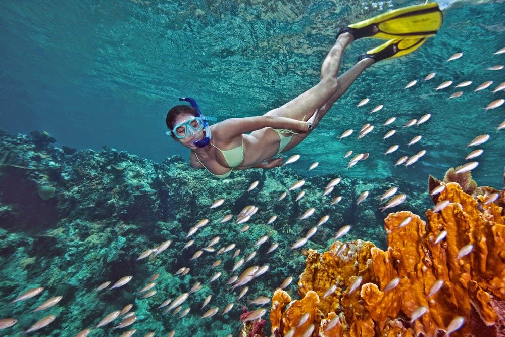 Dive Grenada, Grenada's PADI 5 Star Scuba Dive & Snorkel Center