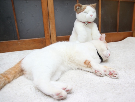 shironeko-plush-cat-2.jpg