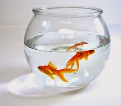 Fish bowl analogy essay examples image