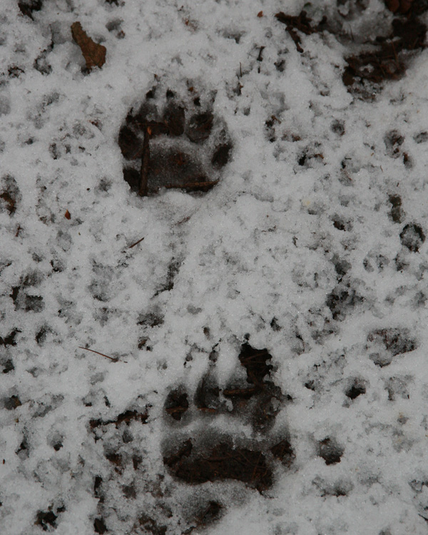 A Year Around Four Marks February 2012