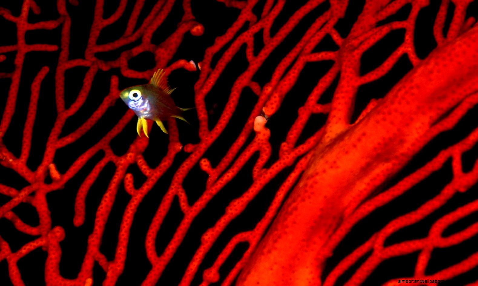 LEMON DAMSELFISH DAMSELFISH HD WALLPAPER 12858 HD LEMON DAMSELFISH DAMSELFISH HD WALLPAPER 12858 HD