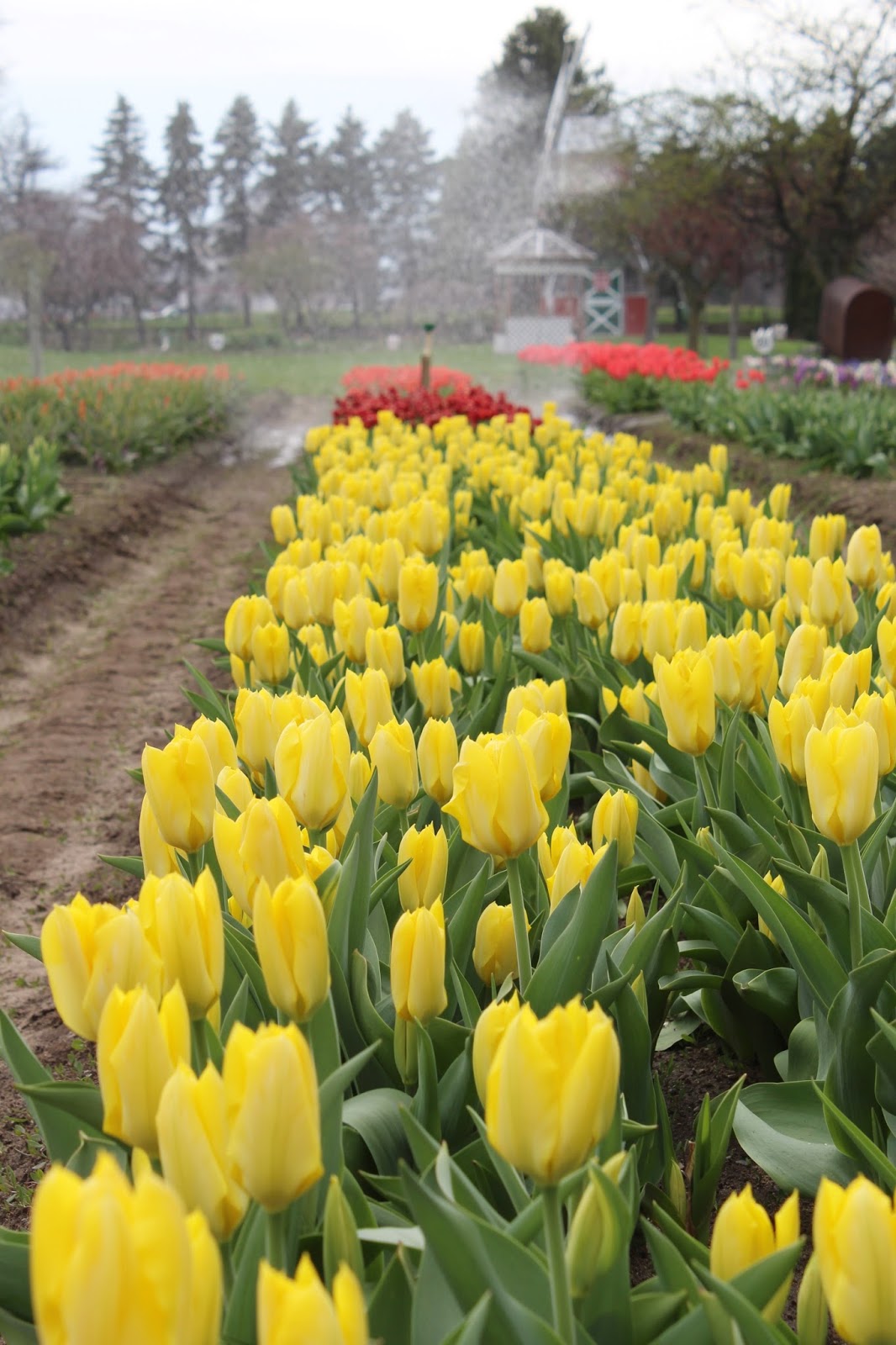 Ohio Thoughts Holland, Michigan and the Tulip Festival