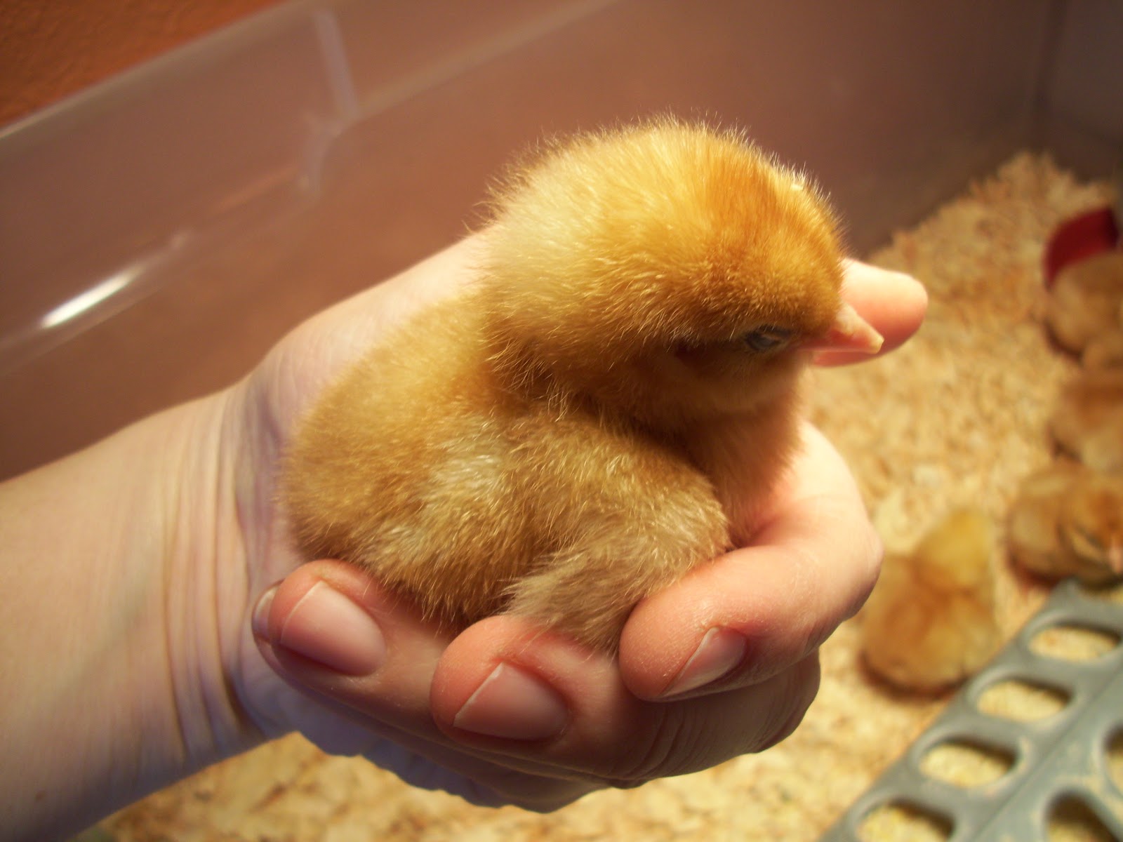 She Who Makes How to Raise Baby Chick[en]s