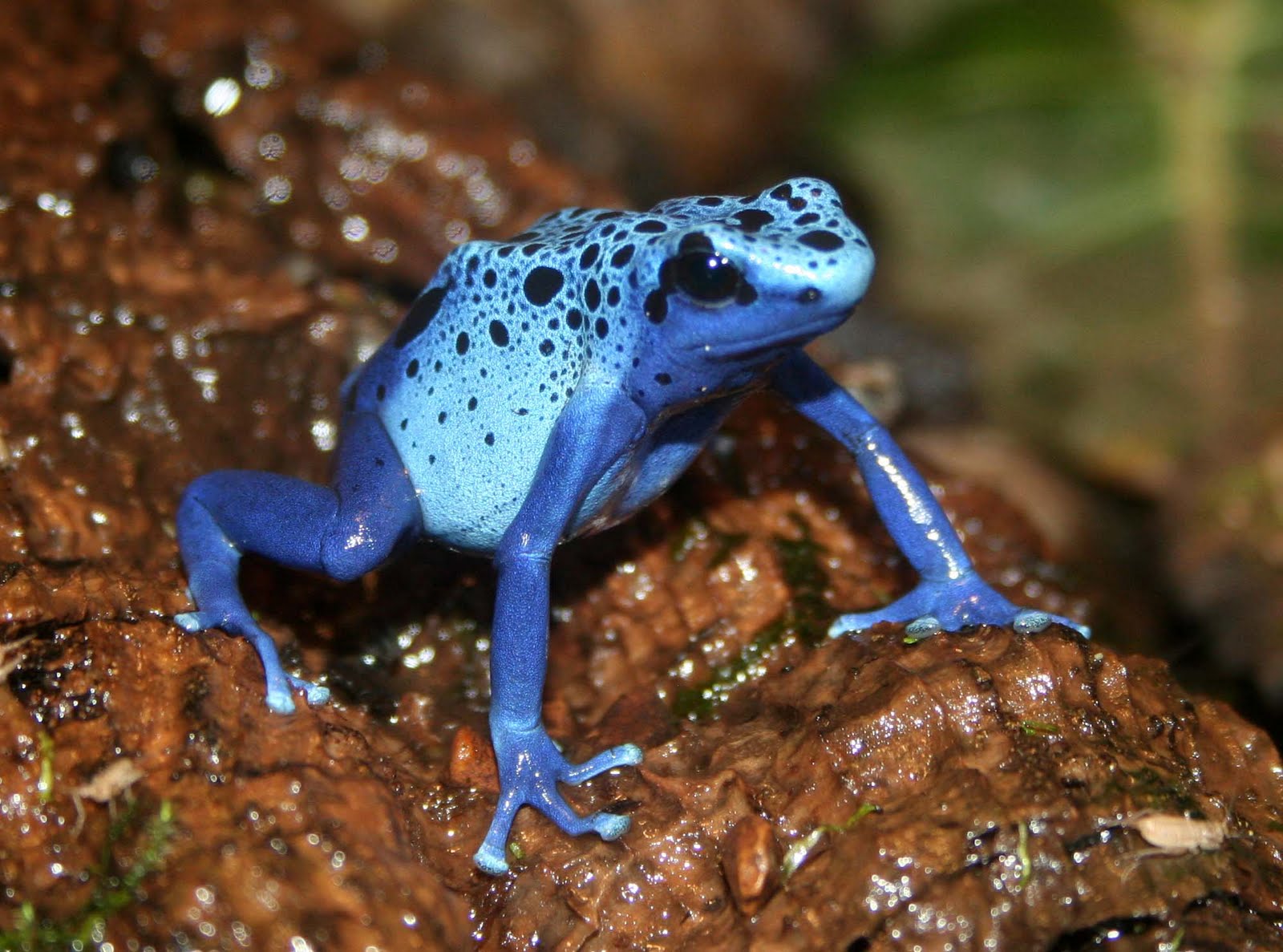 Tree Dart Frog