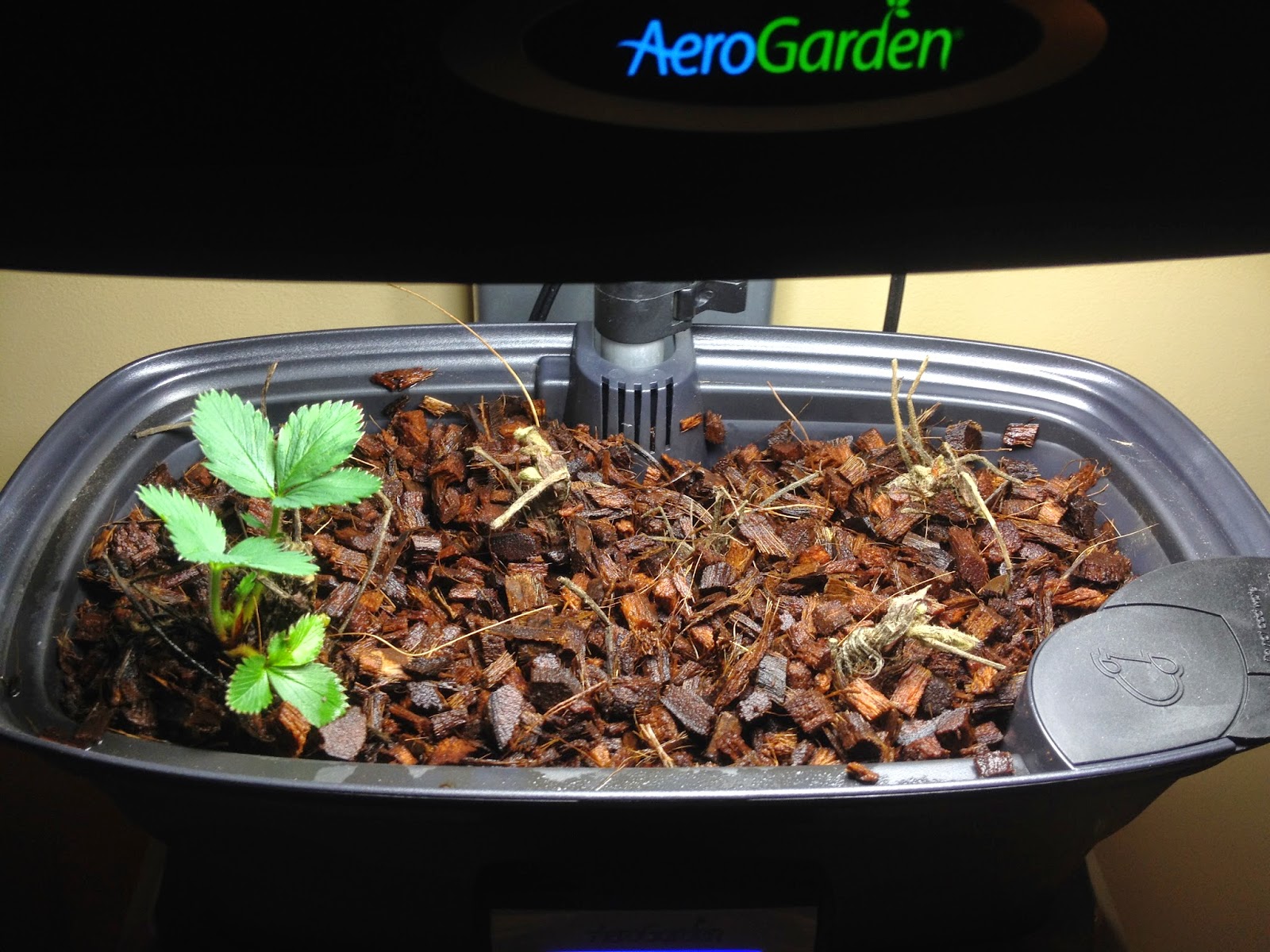 best things to grow in an aerogarden