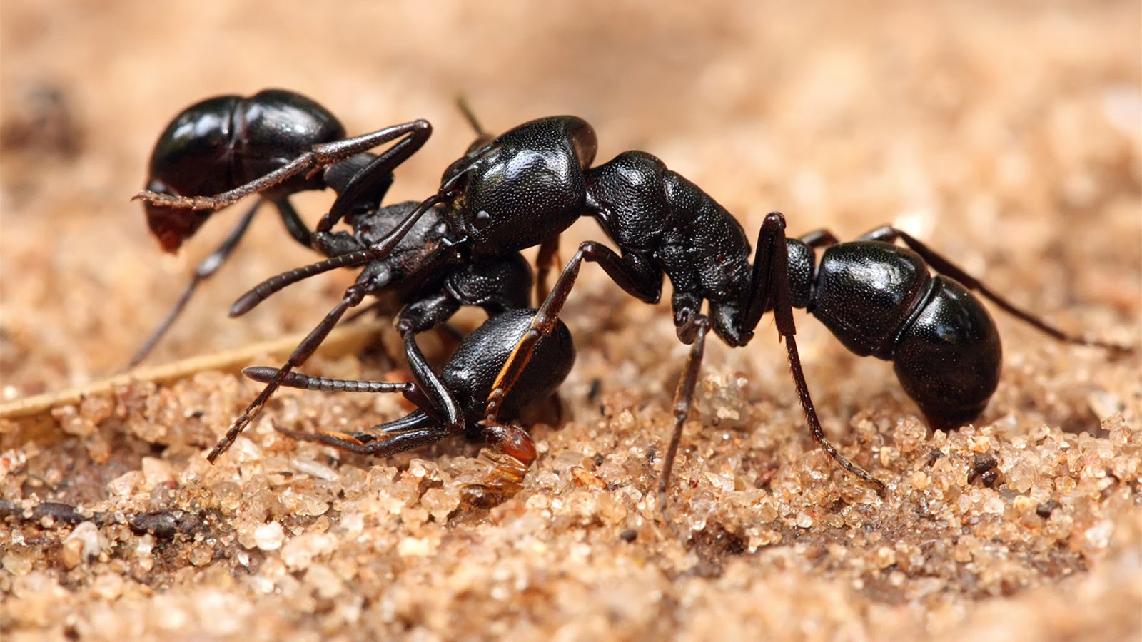 Beautiful Wallpapers for Desktop: Ant HD Wallpapers