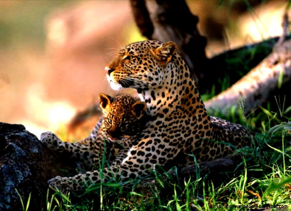 Jaguar Animal Cubs Jaguar Animal Cubs